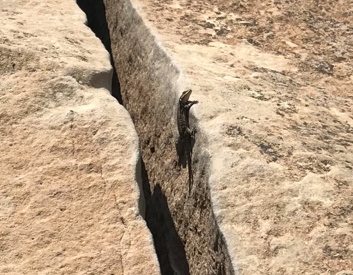 lizard at the crack