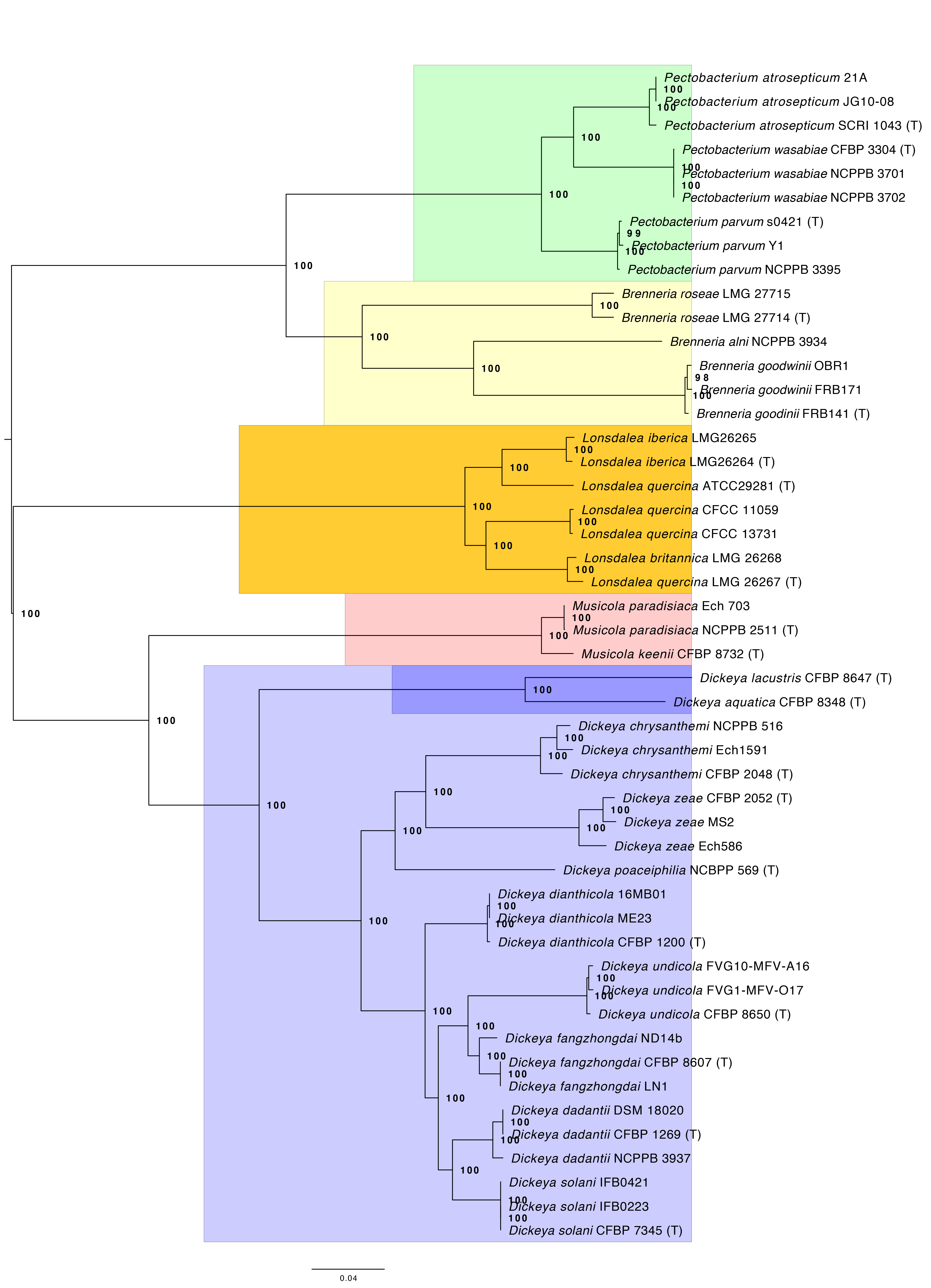 Phylogenomic tree of Pectobacteriaceae showing placement of Musicola
