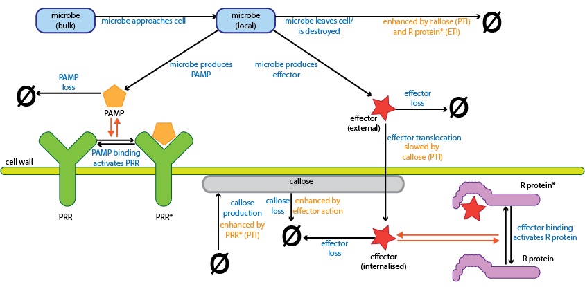 Schematic diagram of the dynamic model