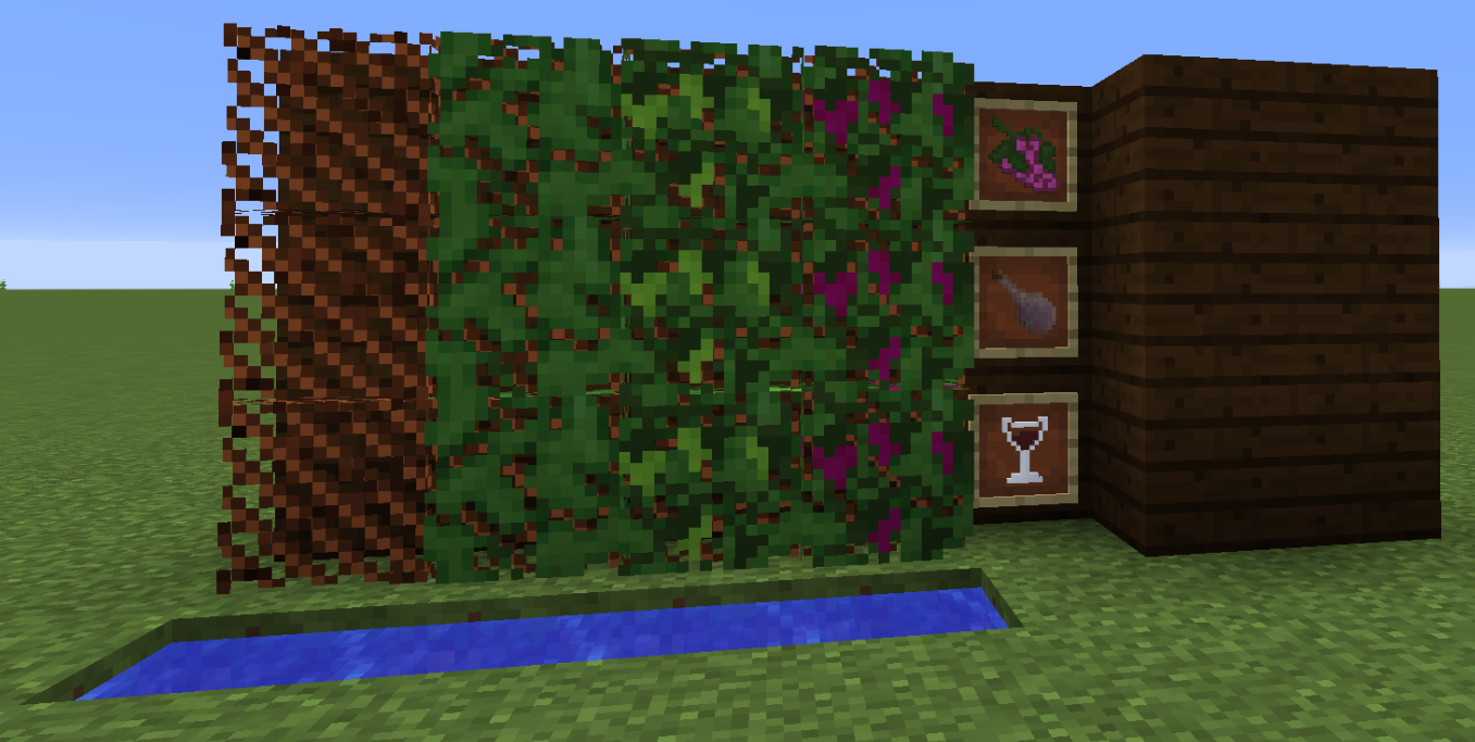 Grapes