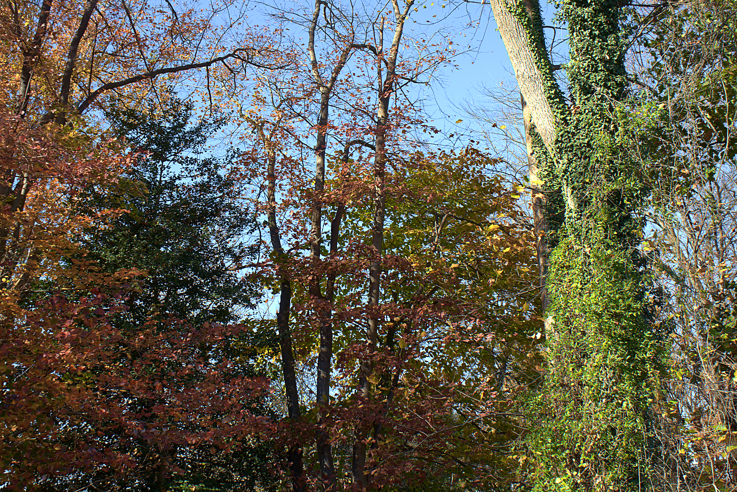 Developed then edited in a third-party editor