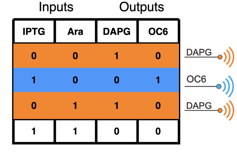 Steady-state behavior of sc2 subcircuit