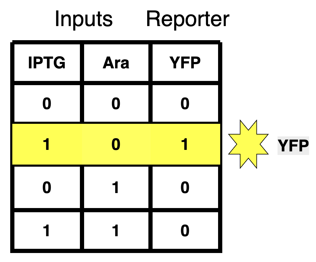 Steady-state behavior of sc2 subcircuit