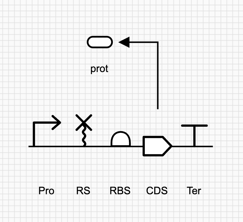 Creating a genetic production reaction