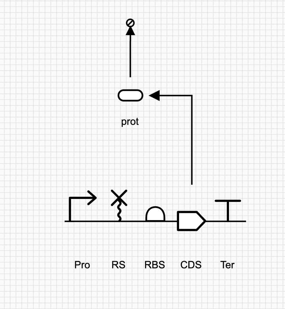 Completed CDS with production and degradation reactions