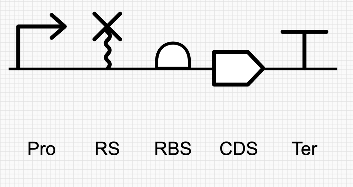 A single transcriptional unit