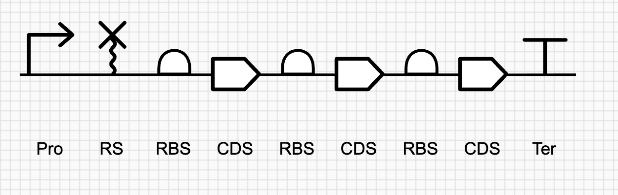 Polycistronic transcriptional unit with three RBS-CDS pairs