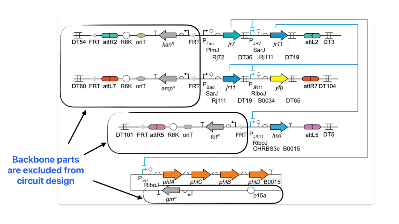 Genetic implementation of sc2 subcircuit