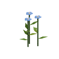 Flax · Mature