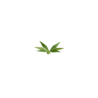 Carrot · Stage 2