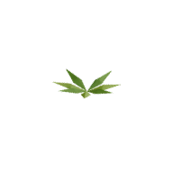 Carrot · Stage 3