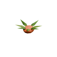 Carrot · Mature