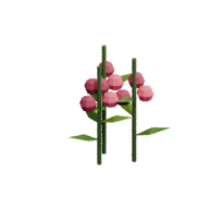 Berry · Mature
