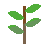 Sapling