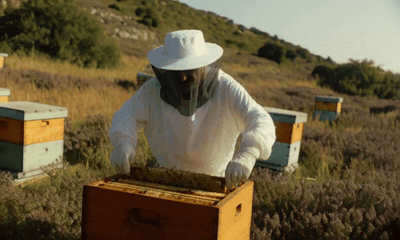 A beekeeper lifts a honeycomb frame out of a hive