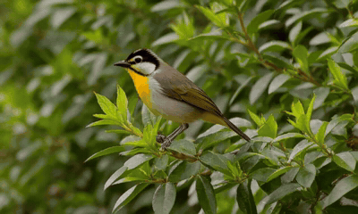 The bird test