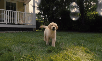A golden retriever puppy chases soap bubbles in a backyard