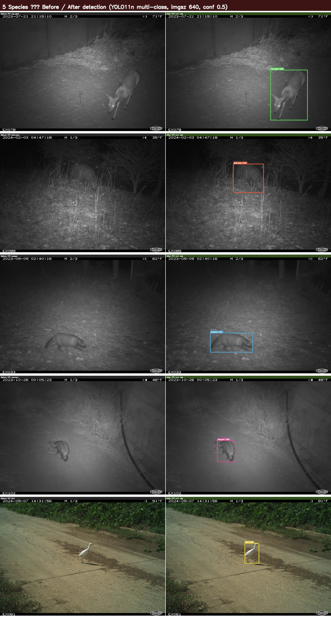 5 species — Before / After detection