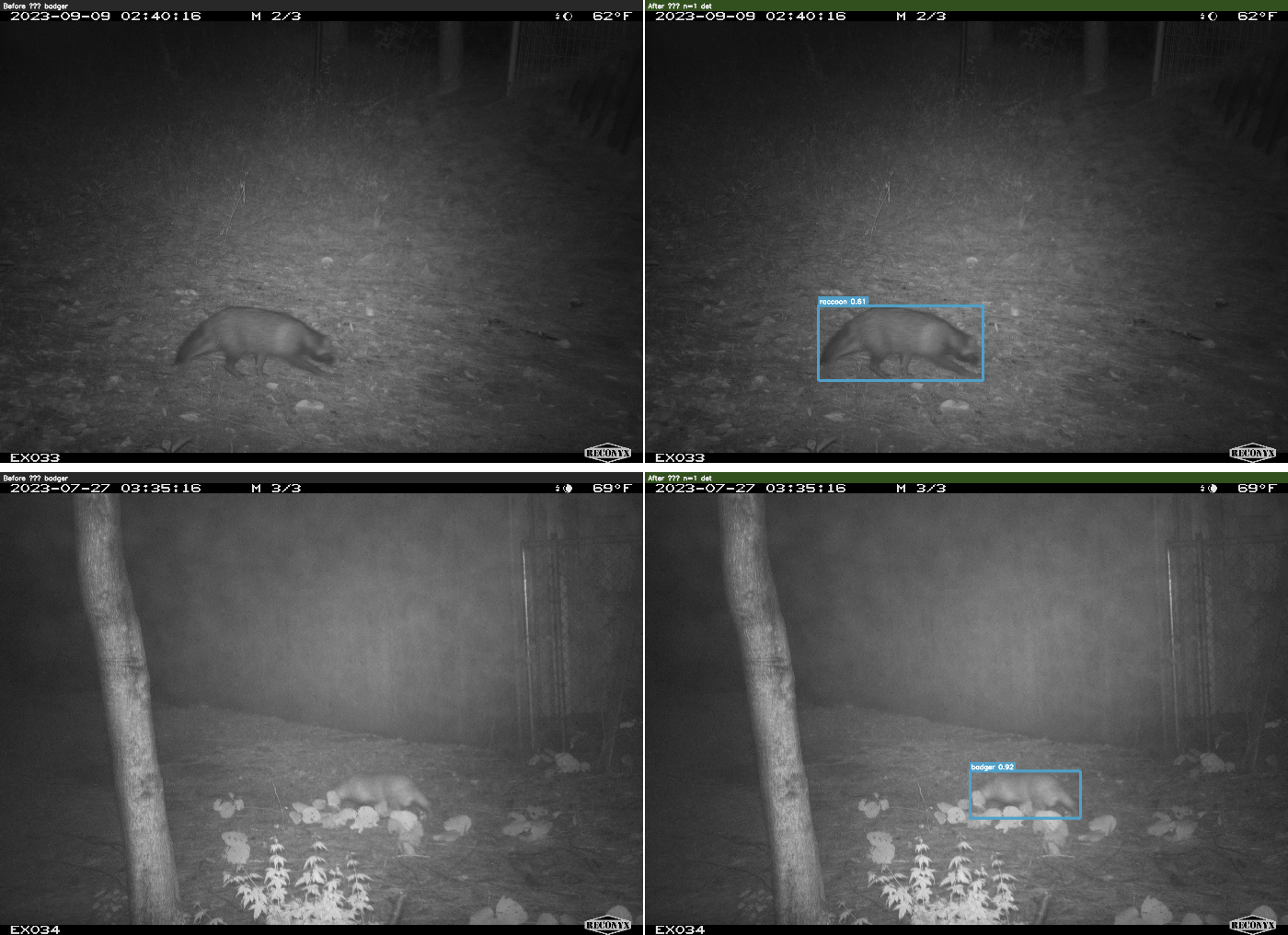 badger before/after