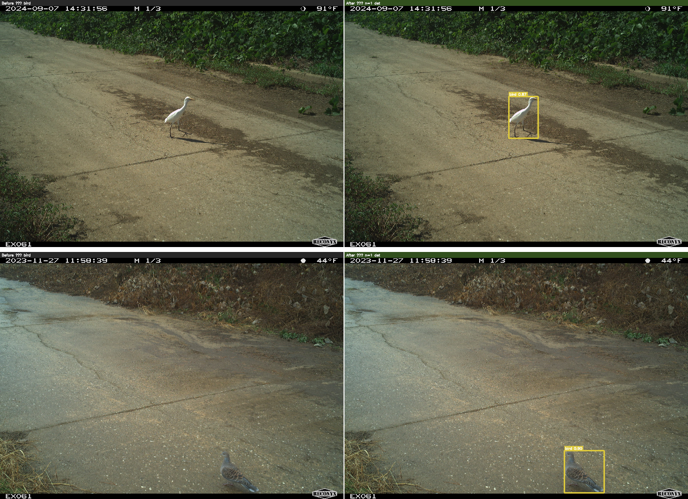 bird before/after