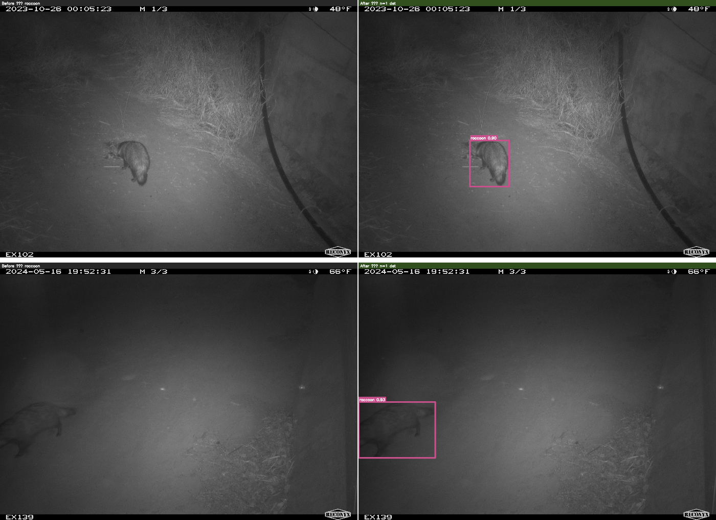 raccoon before/after