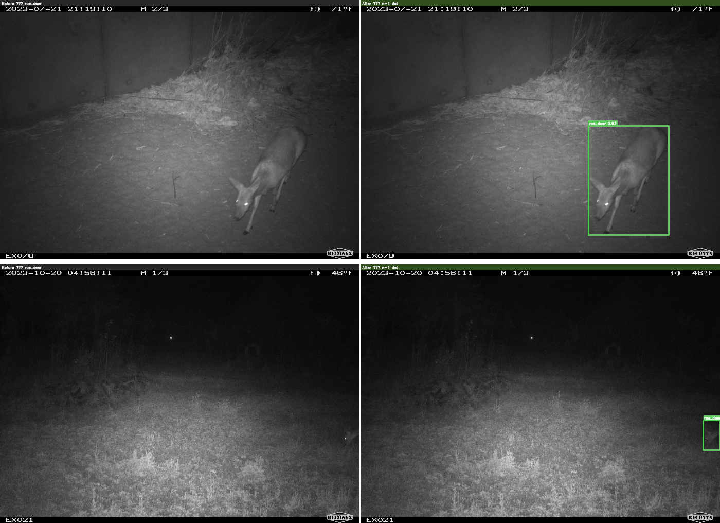 roe_deer before/after