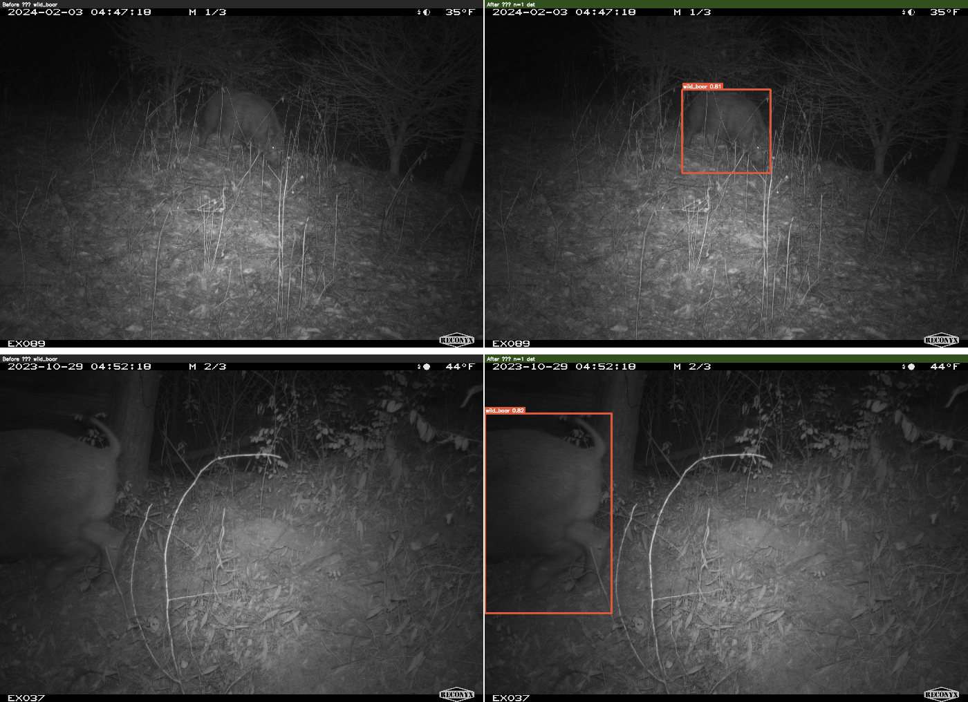 wild_boar before/after