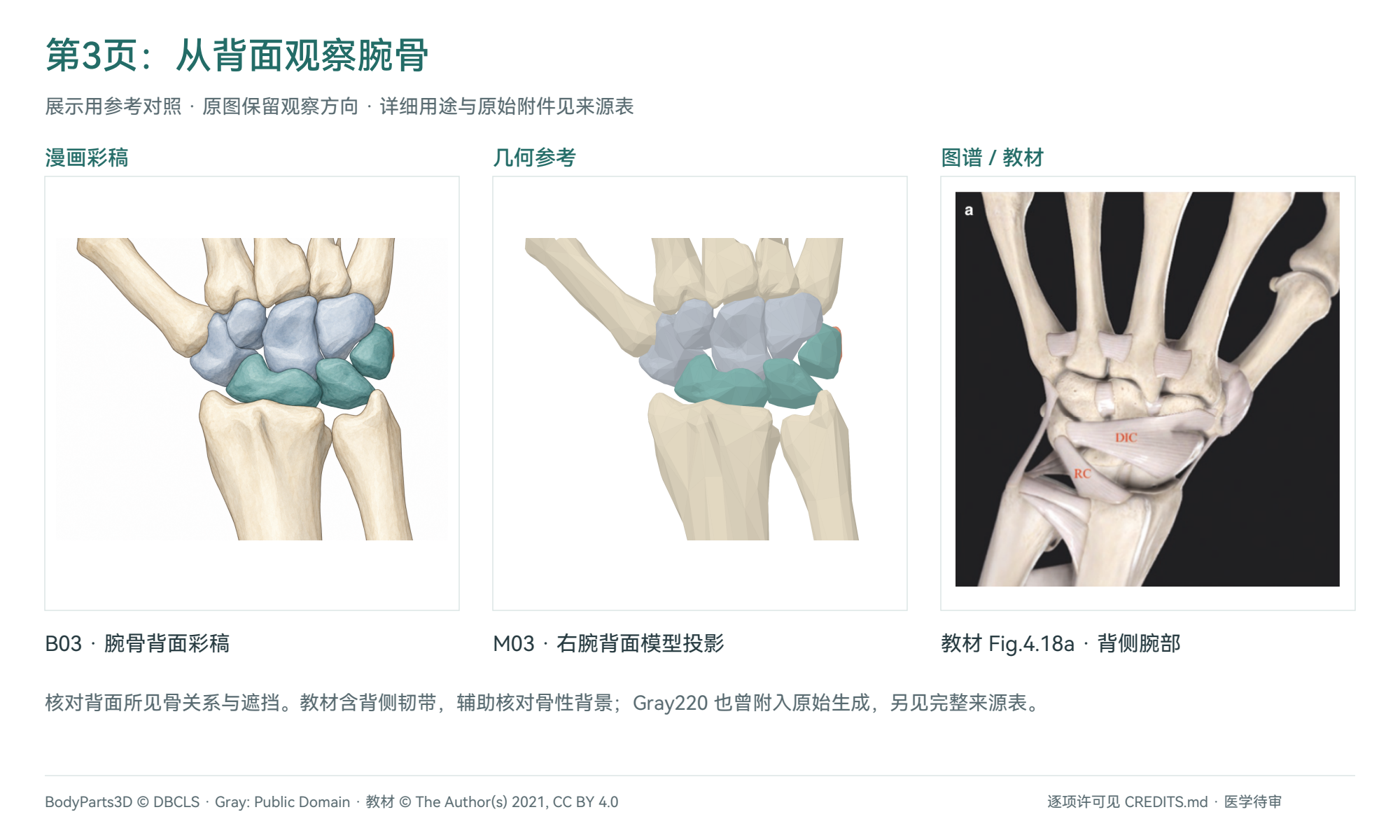 腕骨背面:B03彩稿、M03投影与教材Fig.4.18a对照
