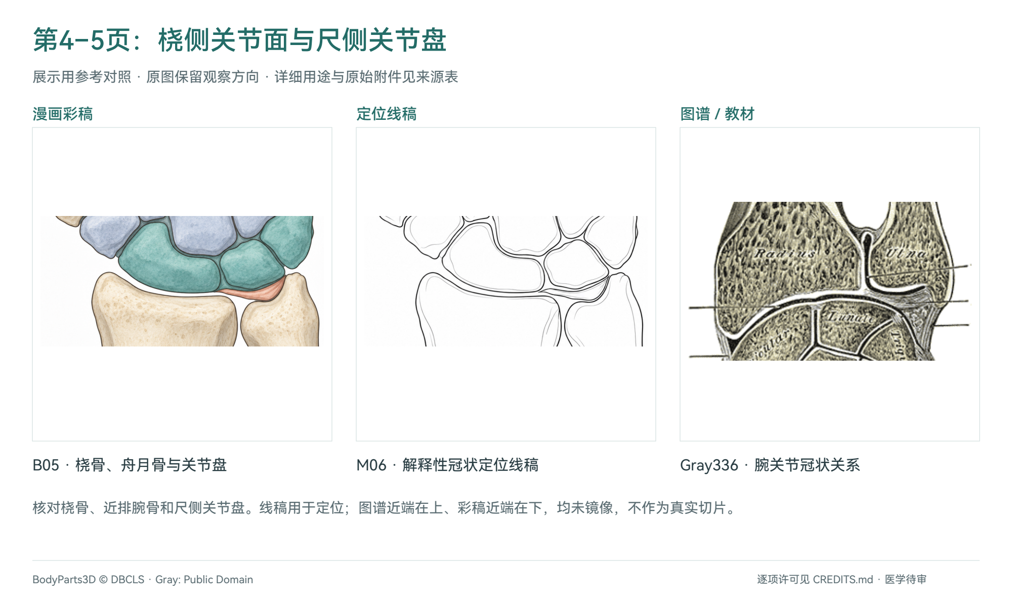 关节接口:B05彩稿、M06定位线稿与Gray336冠状关系对照