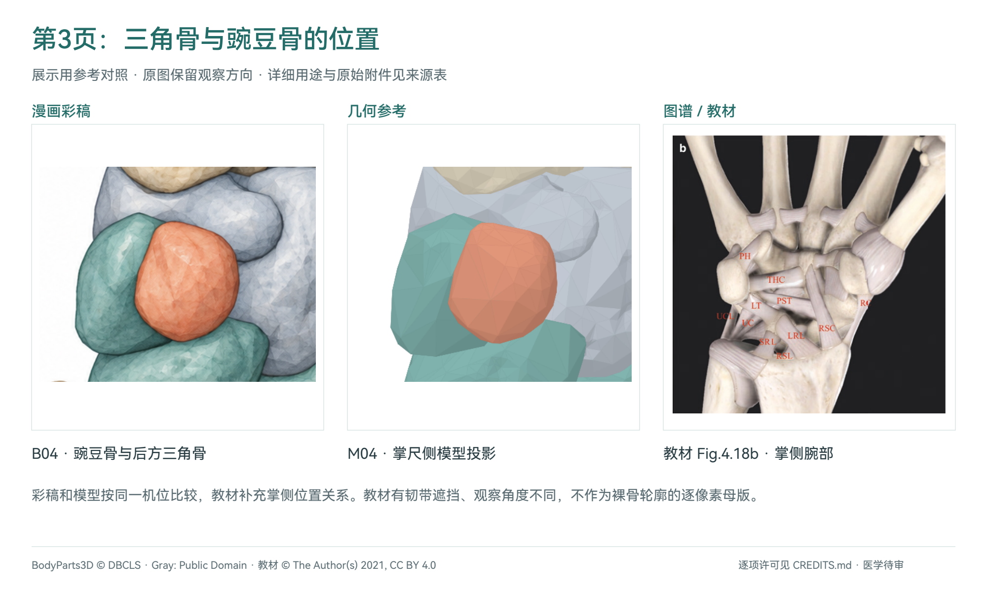 三角骨与豌豆骨:B04彩稿、M04投影与教材Fig.4.18b对照