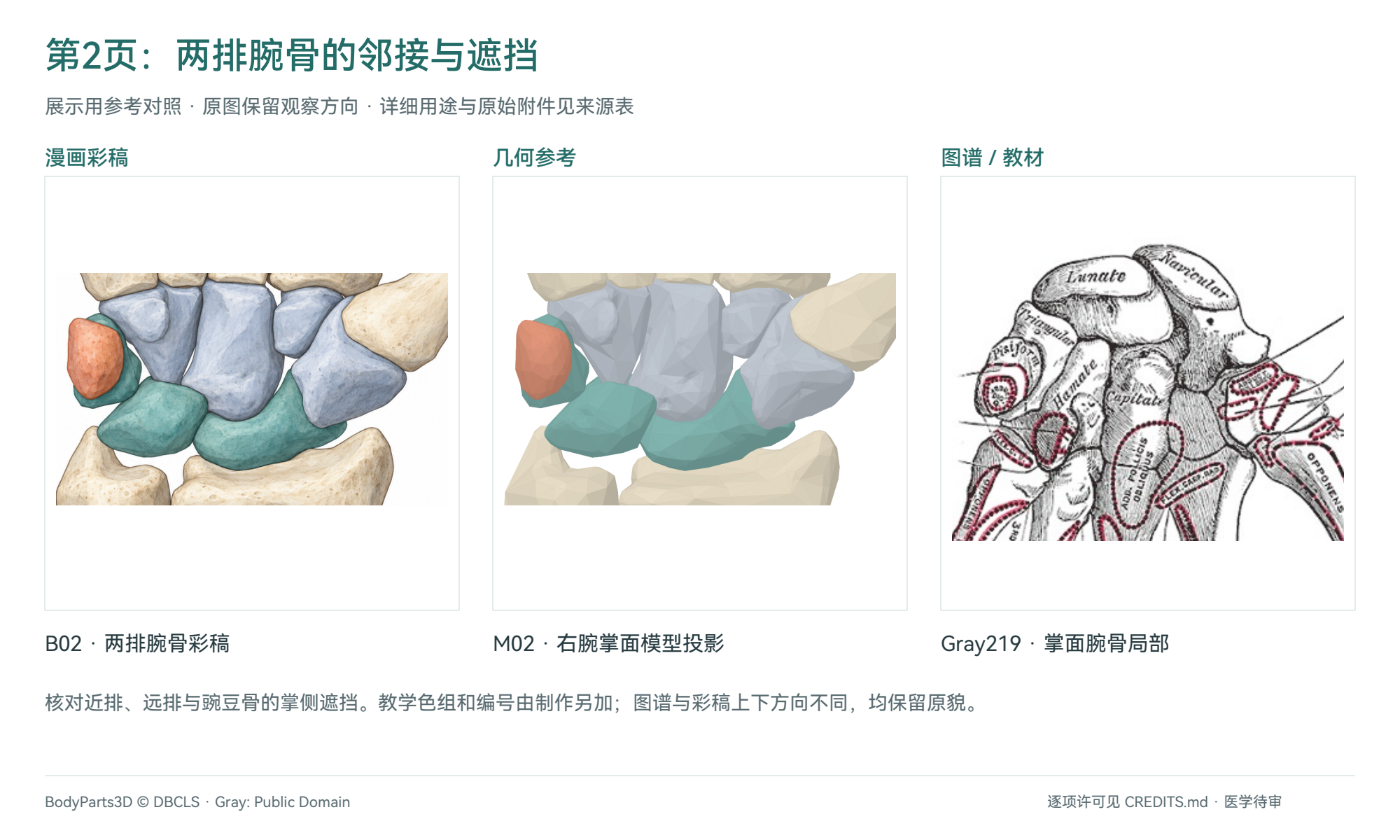 两排腕骨:B02彩稿、M02投影与Gray219局部对照