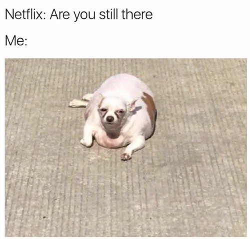 Netflix: Are you still there? Me: an image of a fat and tired dog