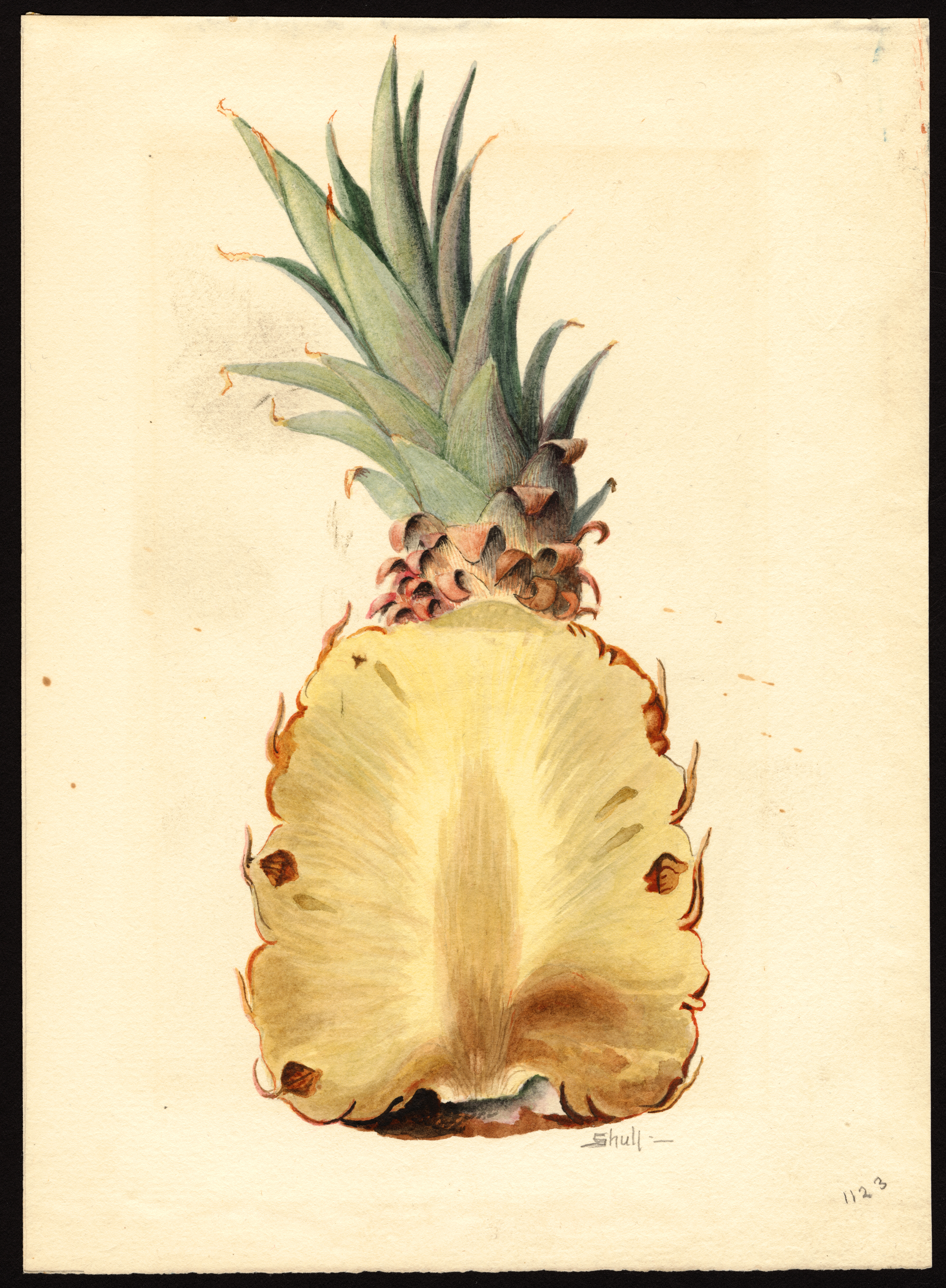 POM00007369.jpg