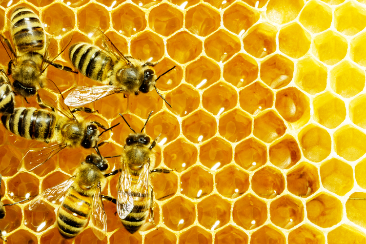 Image of bees