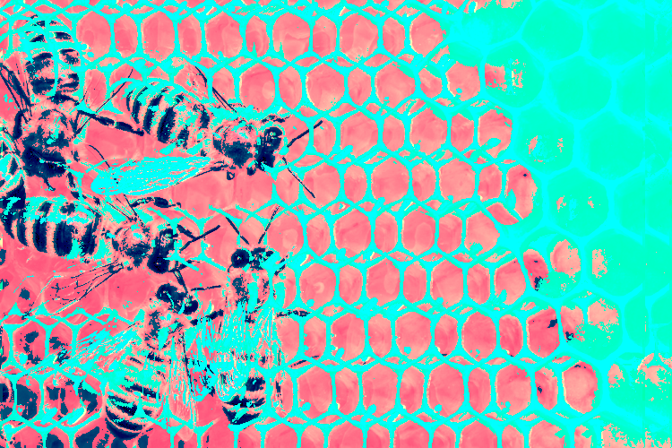 Image of bees with colors altered