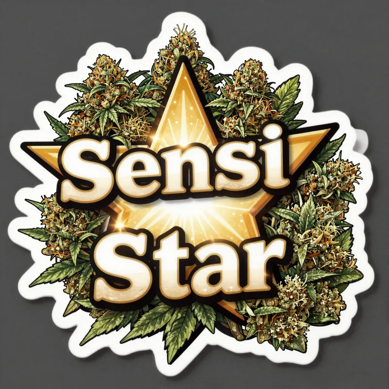 Sensi Star cannabis strain