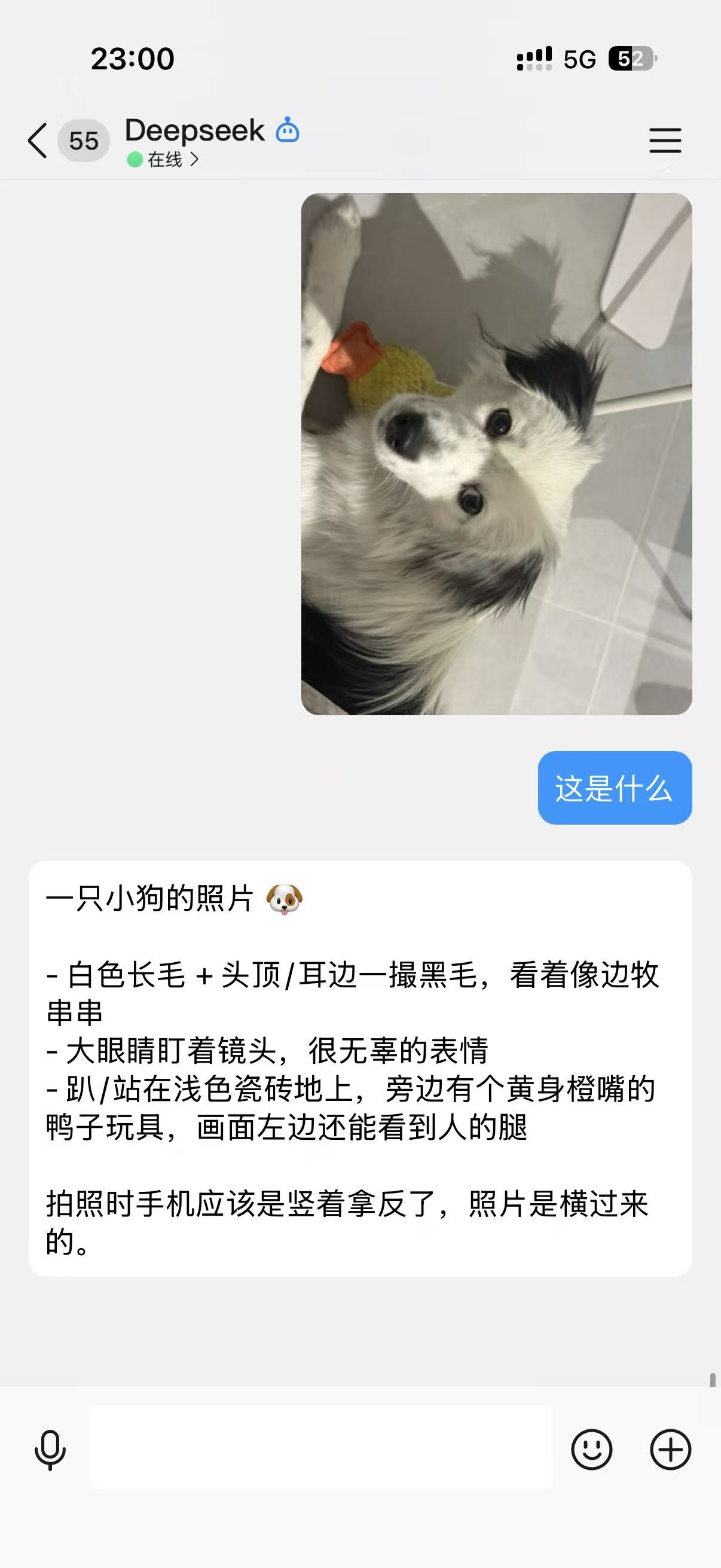The user sends a photo of a small dog into the QQ chat and asks only 「这是什么」 (what is this); the agent answers 「一只小狗的照片 🐶」 and lists the white long coat with a tuft of black on the head and ears looking like a border-collie mix, the big eyes staring at the lens with a very innocent expression, the pale tiled floor with a yellow-bodied orange-beaked duck toy, and notes that the photo is sideways because the phone was held the wrong way round