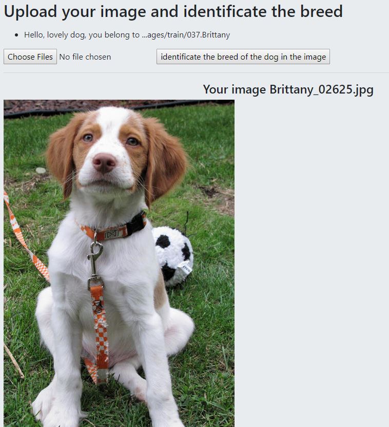 GitHub - xiaoye318024/Dog-Breeds-Identification-APP: A Udacity Data ...