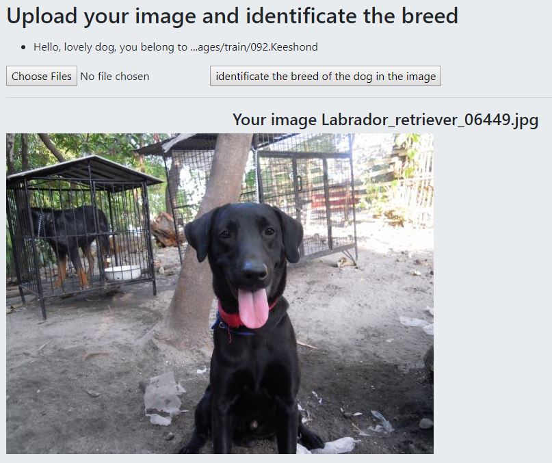 GitHub - xiaoye318024/Dog-Breeds-Identification-APP: A Udacity Data ...