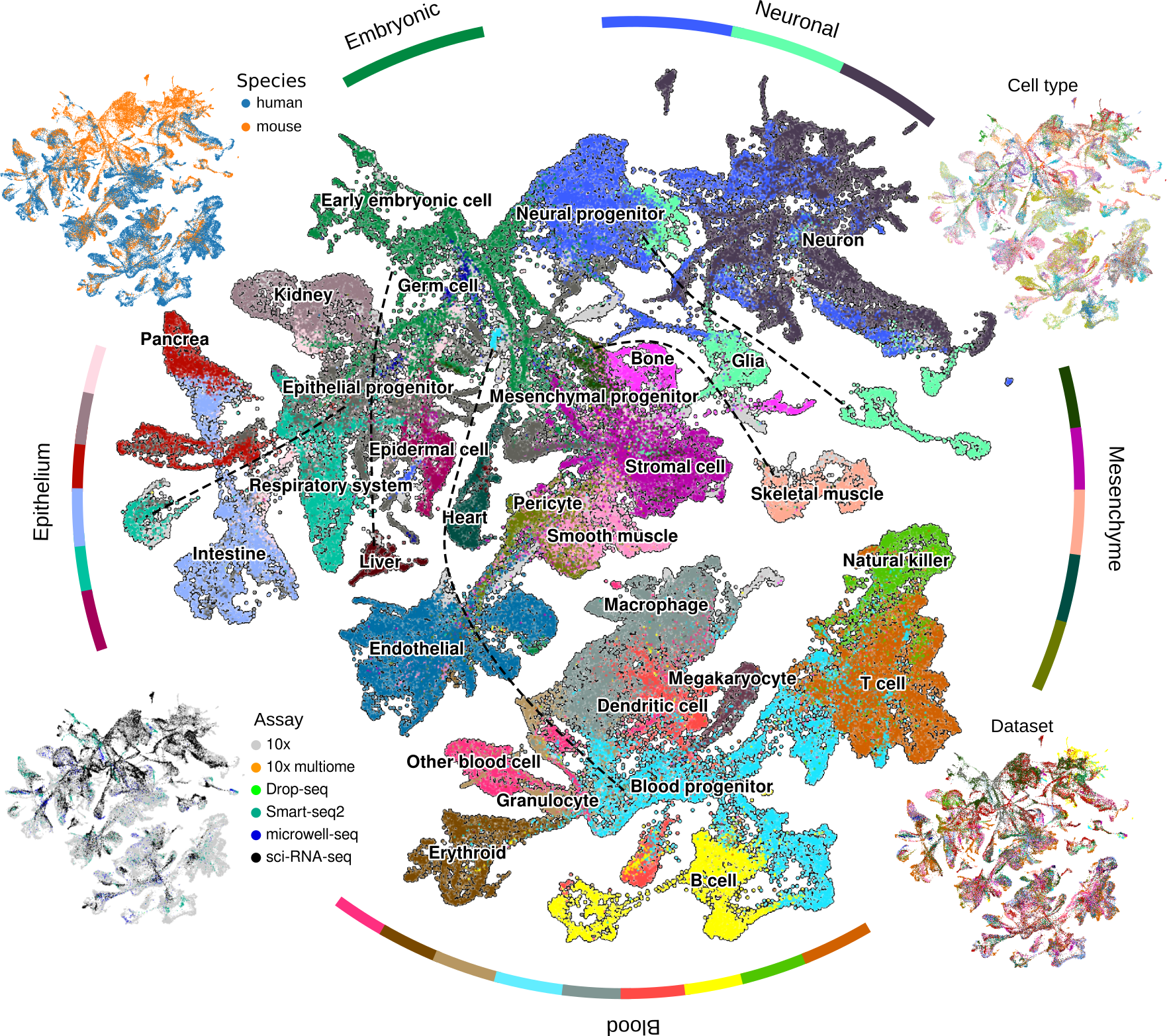 Global cell type UMAP