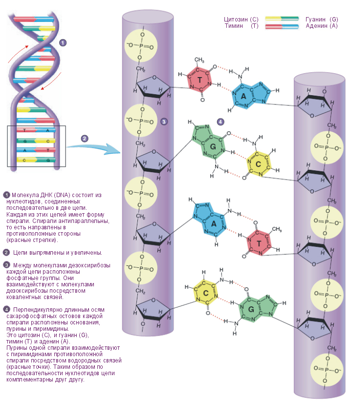 Схема молекулы днк
