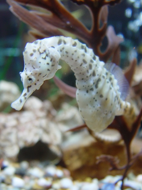 Seahorse 3