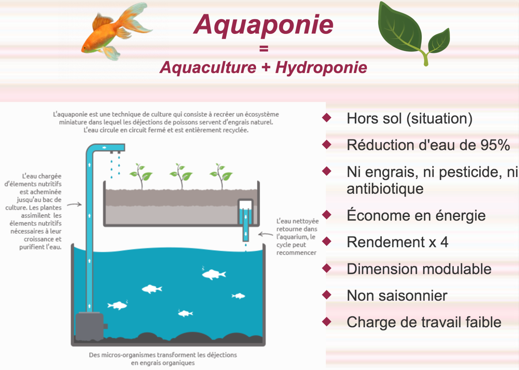 Aquaponie