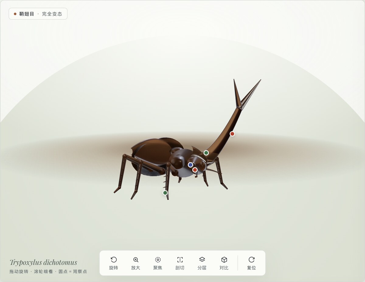 밝은 표본대 테마에서 한 곤충의 절차적 3D 모델과 부위 관찰점 및 조작 도구를 표시한 화면입니다.