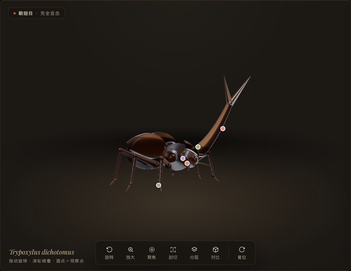어두운 박물관의 밤 테마에서 스포트라이트를 받은 3D 곤충과 동일한 관찰 도구를 표시한 화면입니다.