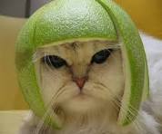 Melon Cat