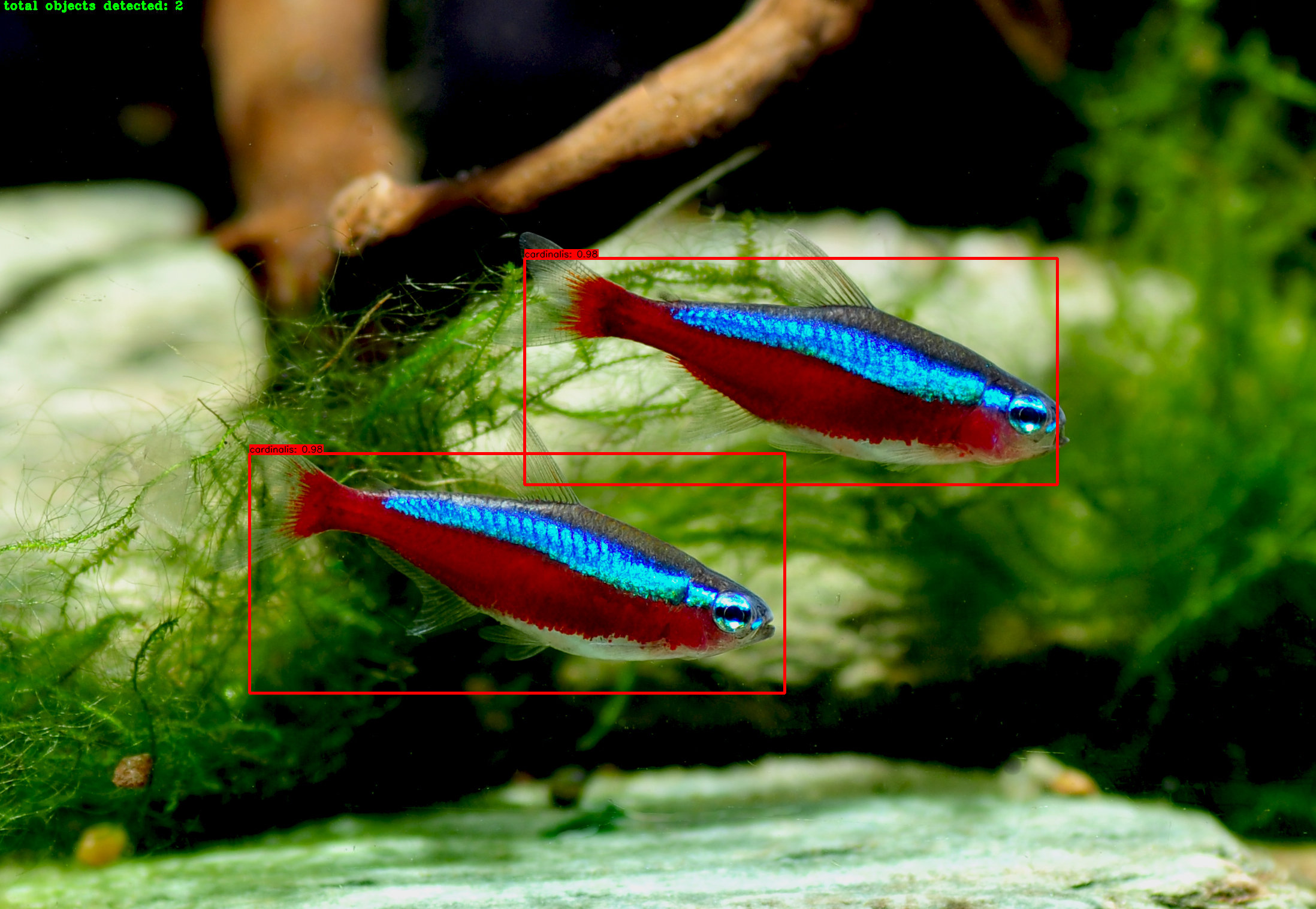 Paracheirodon axelrodi detection and count