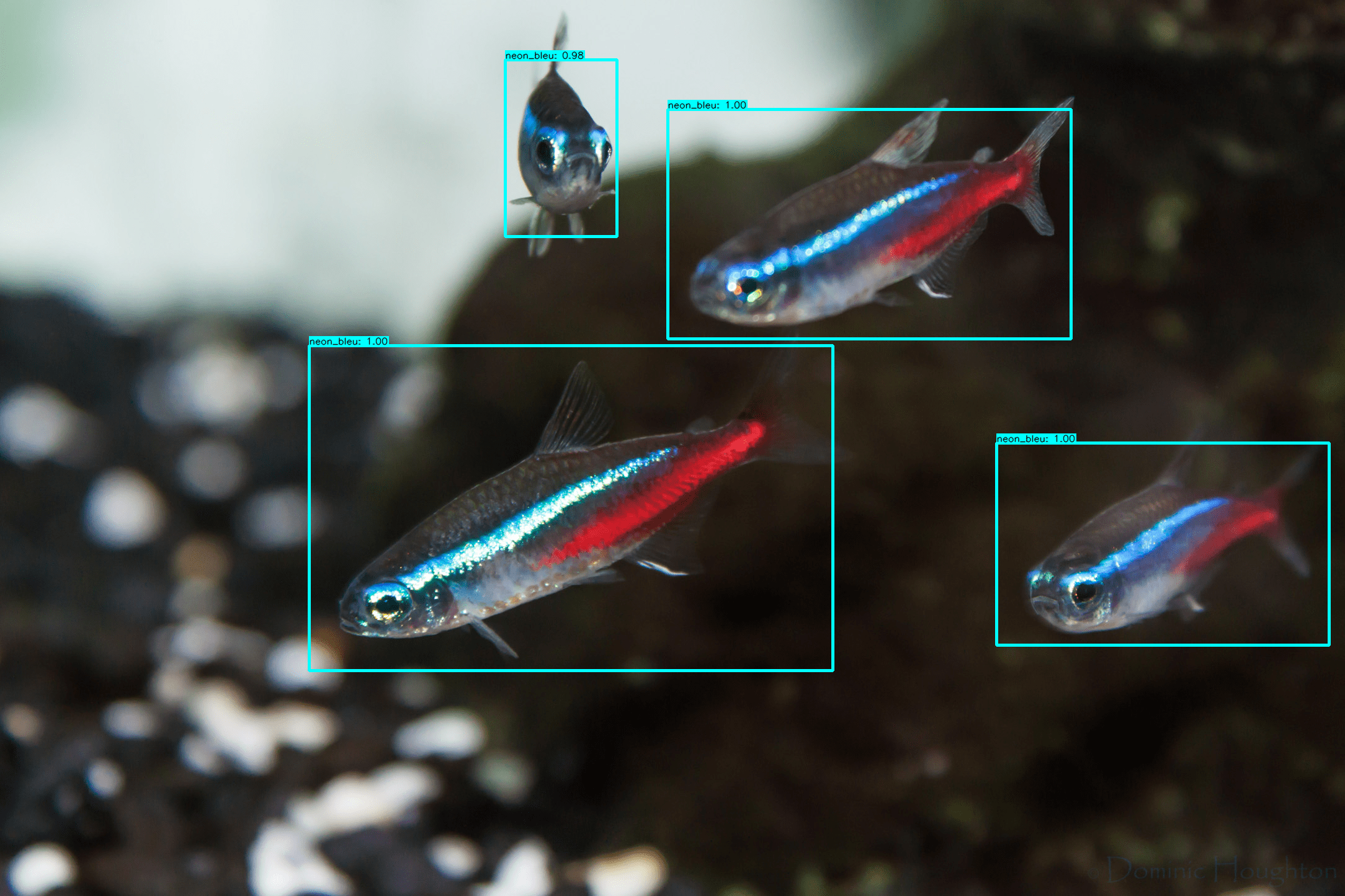 Paracheirodon innesi detection