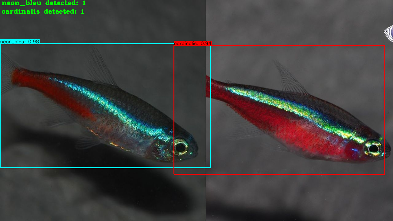 Two fish species detection and count