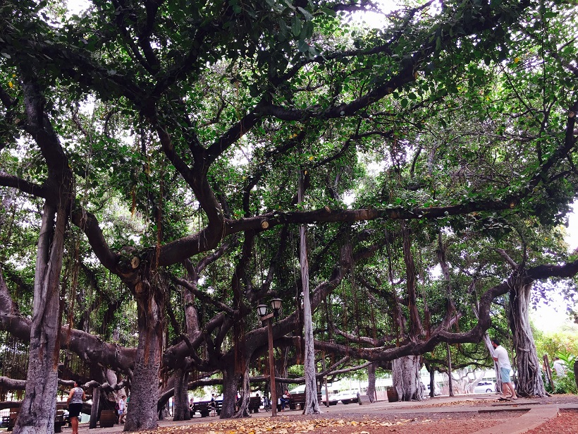 Big Banyan